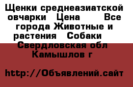 Щенки среднеазиатской овчарки › Цена ­ 1 - Все города Животные и растения » Собаки   . Свердловская обл.,Камышлов г.